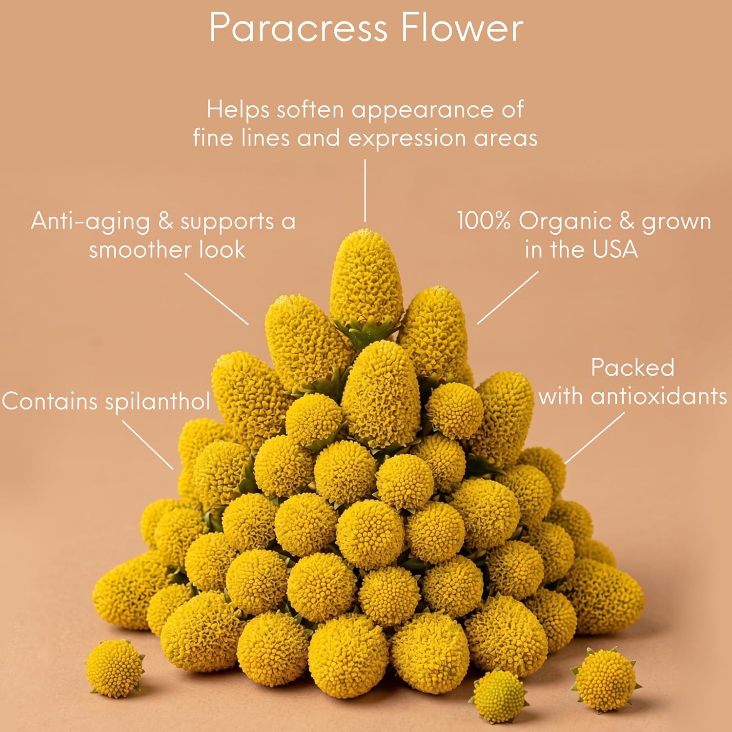 Organic Paracress Facial Oil, Castor &amp; Jojoba Oils Infused with Paracress Spilanthes Acmella Oleracea Flowers